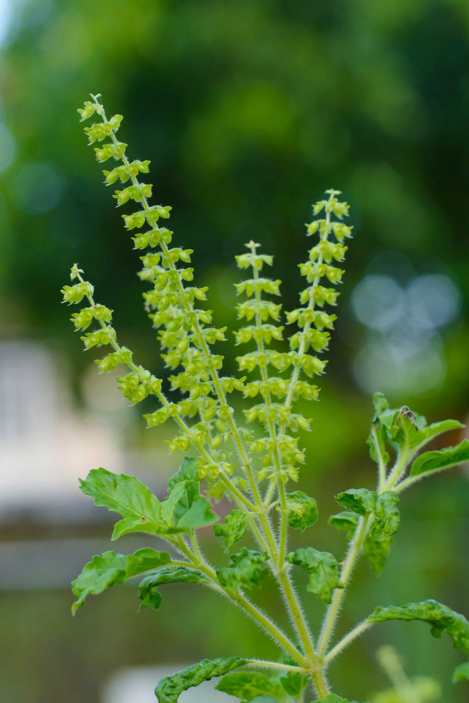 Tulsi India